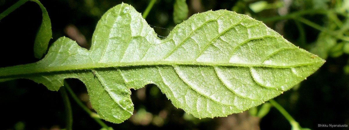 Pluchea paniculata (Willd.) Karthik. & Moorthy